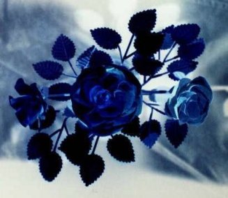 rosa-blue